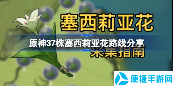 原神4.4塞西莉亚花全采集路线,原神37株塞西莉亚花路线分享